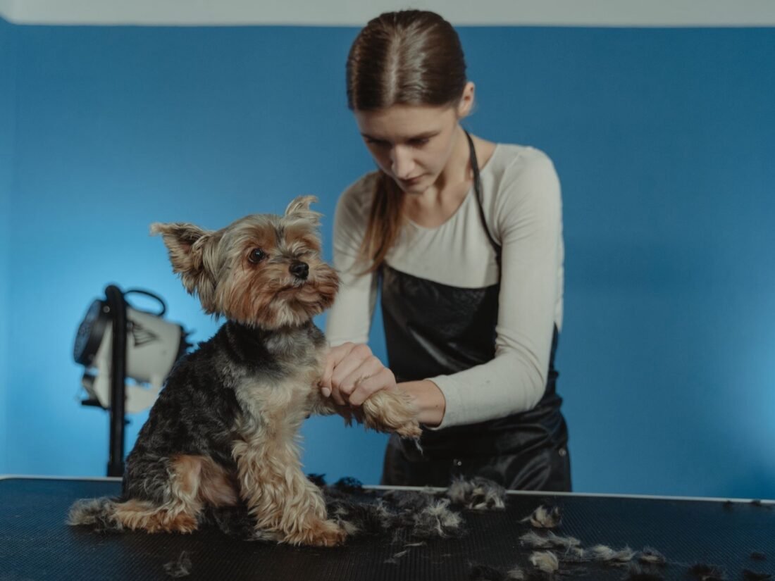 Professional Dog Grooming in Vancouver’s <em>West End</em>