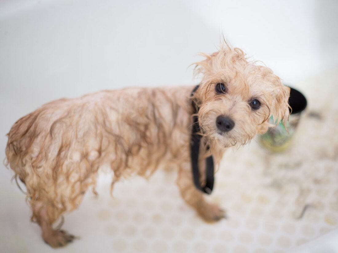 Their Very First Groom