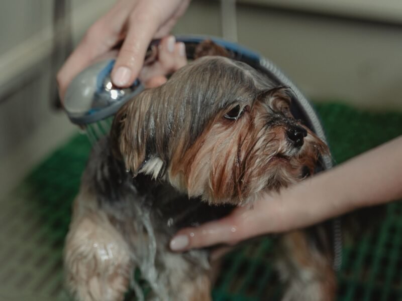 Bath & Tidy at Lambo’s Puppy Palace
