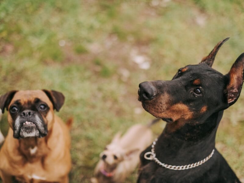 Dog Daycare at Lambo’s Puppy Palace